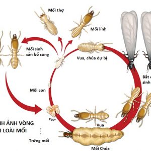 Diệt mối tận gốc tại bình dương